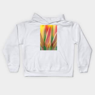 Tulipa clusiana var. chrysantha  AGM  Golden lady tulip Kids Hoodie